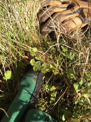 Leptostigma setulosum