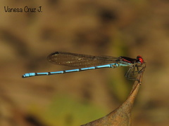 Argia limitata
