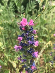 Echium vulgare