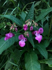 Impatiens glandulifera