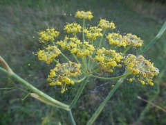 Foeniculum