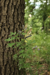 Chamaecytisus hirsutus