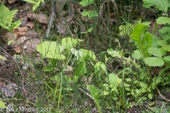 Equisetum variegatum