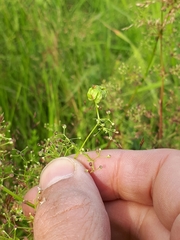 Aceria galiobia