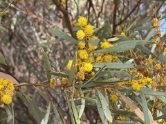 Acacia beauverdiana