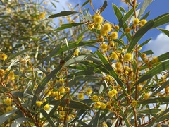 Acacia beauverdiana