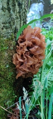Phaeotremella foliacea