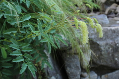 Sanguisorba dodecandra
