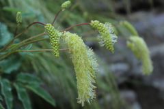 Sanguisorba dodecandra