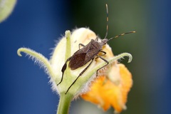 Leptoglossus gonagra