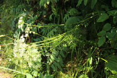 Peucedanum austriacum
