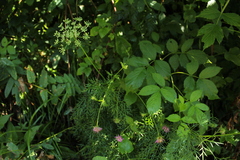 Peucedanum austriacum