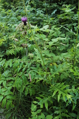 Cirsium alsophilum