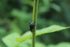 Otiorhynchus sulcatus