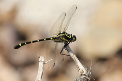 Sieboldius albardae