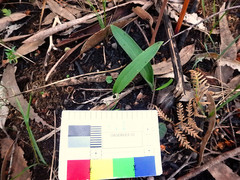 Glossodia major