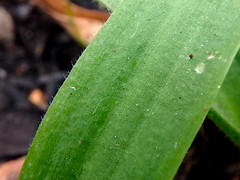 Glossodia major
