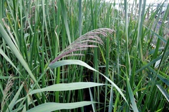 Phragmites australis