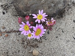 Mairia coriacea