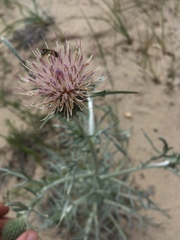 Cirsium pitcheri