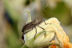 Leptoglossus gonagra