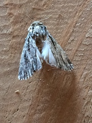 Dichagyris signifera