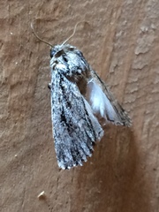 Dichagyris signifera