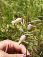 Silene uniflora petraea
