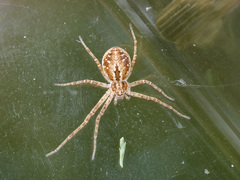 Rhysodromus fallax