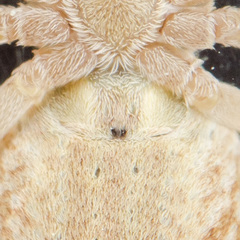 Rhysodromus fallax