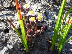 Mairia coriacea