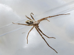 Rhysodromus fallax