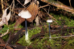 Entoloma albidocoeruleum