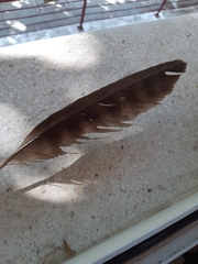 Milvus migrans