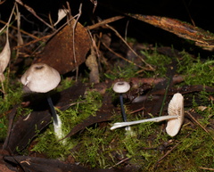 Entoloma albidocoeruleum