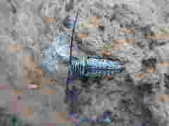 Zographus hieroglyphicus