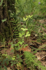 Chamaecytisus hirsutus