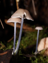 Entoloma albidocoeruleum
