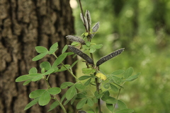 Chamaecytisus hirsutus