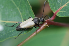 Trigonarthris