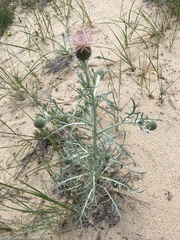 Cirsium pitcheri