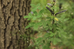 Chamaecytisus hirsutus