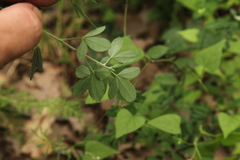 Chamaecytisus hirsutus