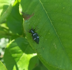 Aphantaulax trifasciata