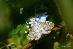 Elophila nymphaeata