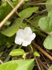Ipomoea plebeia