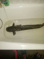 Silurus glanis