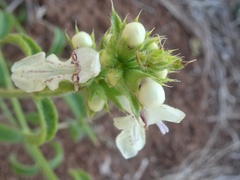 Stachys recta
