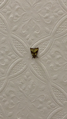 Diachrysia chrysitis