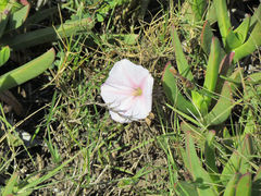 Convolvulus sagittatus